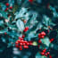 a close up of a plant with berries