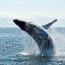 a whale jumping out of the water