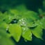 water droplets on a leaf