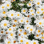 a group of white and yellow flowers