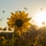 a sunflower in a field