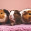 a group of guinea pigs on a pink blanket