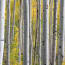 a group of white trees with yellow leaves