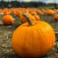 pumpkins in a field