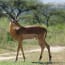 an animal with horns walking on grass