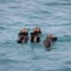 a group of otters floating in water