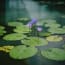 a group of purple flowers growing in water