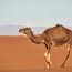 a camel walking in the desert