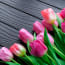 a group of pink and purple tulips