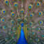 a peacock with its tail feathers spread