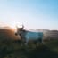 a cow standing in a field with mountains in the background