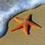 a starfish on the sand