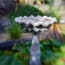 a bird bath in the grass