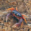 a crab on a rock