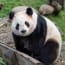 a panda sitting on a log