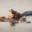 a group of hippos in water with its mouth open