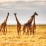 a group of giraffes in a field