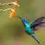 a hummingbird flying next to a flower