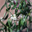 a plant with white berries