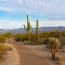 a path in a desert with cacti