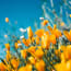 a close up of yellow flowers