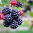 a group of blackberries and a red raspberry