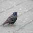 a bird standing on a pavement