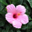 a pink flower with green leaves