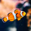 a clown fish swimming in water