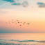 a flock of birds flying over water