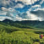 green hills with bushes and clouds