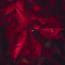 a close up of red leaves