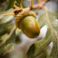 a close up of a green acorn