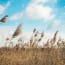 tall grass in a field