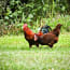 a rooster and chicken in grass