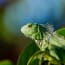 a green lizard on a leaf