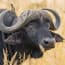 a buffalo with horns in a field