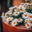 a group of white and yellow flowers in a pot