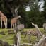 a group of zebras and giraffes in a grassy field