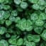 a group of clovers with water drops