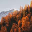 a group of trees with orange leaves