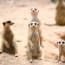 a group of meerkats standing on sand