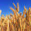 a field of wheat with blue sky