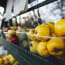 a group of plastic containers of fruit