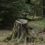 a tree stump in the woods