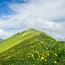 a green hill with yellow flowers