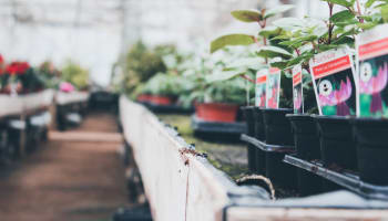 a group of plants in pots