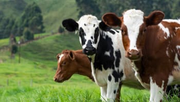 a group of cows standing in a grassy field