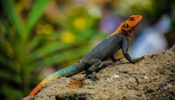 a lizard on a rock