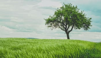 a tree in a field of grass